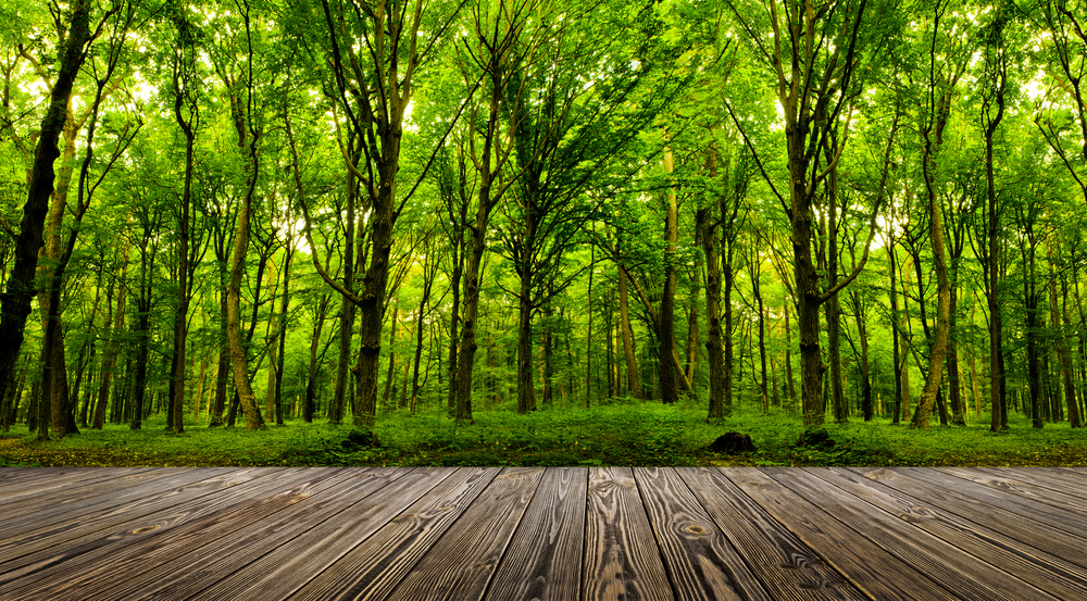 Le filière Forêt et Bois - Une filière d'avenir pour l'emploi !