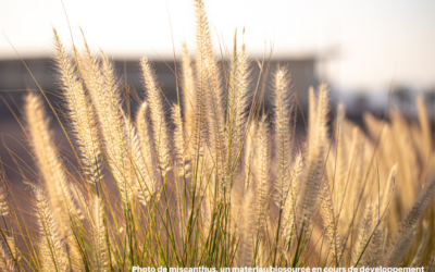 Miscanthus